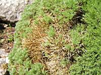 Genet herisson - Echinospartum Horridum (fam. Papilionacees)(Pyrenees) (05) (Photo F. Mrugala)